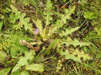 Cirsium esculentum, photographed by Анна Васильченко