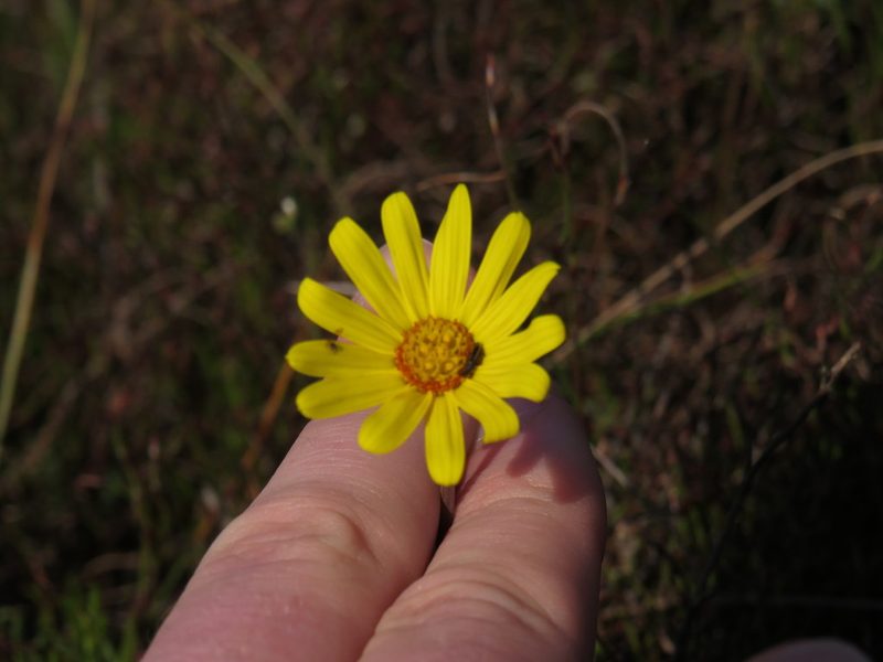 Othonna heterophylla, photographed by Jeremy Gilmore