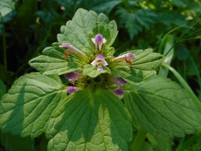 Galeopsis bifida, photographed by Eugene Popov