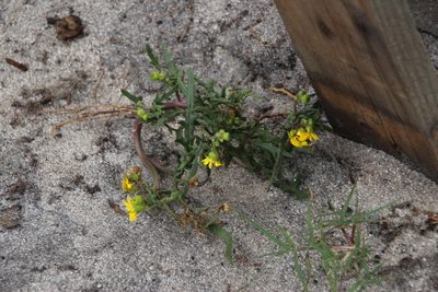 Senecio littoreus, photographed by Tony Rebelo