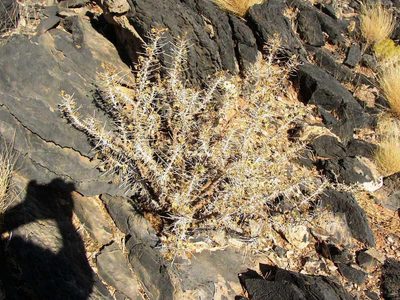 Sarcocaulon marlothii, photographed by Tony Rebelo