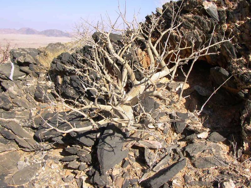 Commiphora dinteri, photographed by Tony Rebelo