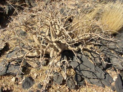 Commiphora dinteri, photographed by Tony Rebelo