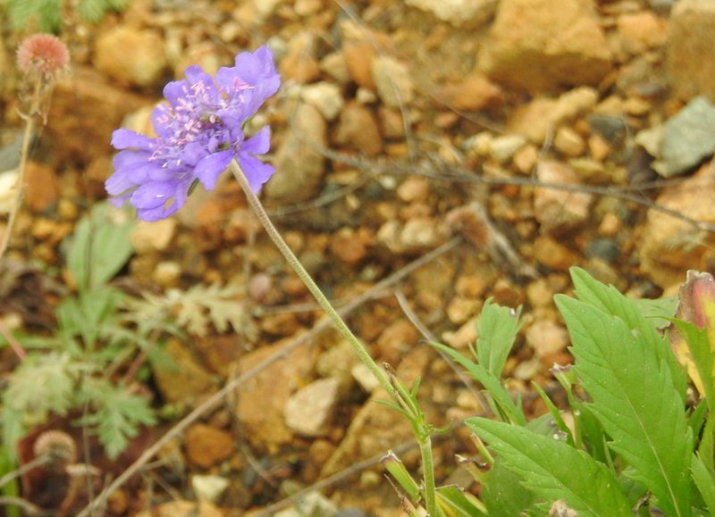 Scabiosa comosa, photographed by Анна Васильченко