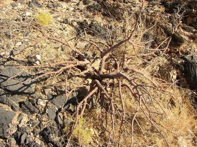 Commiphora dinteri, photographed by Tony Rebelo
