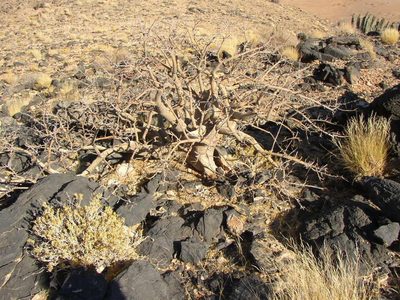 Commiphora dinteri, photographed by Tony Rebelo