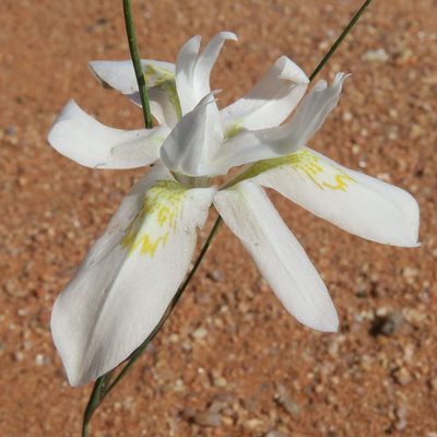 Moraea filicaulis, photographed by Kevin Murray