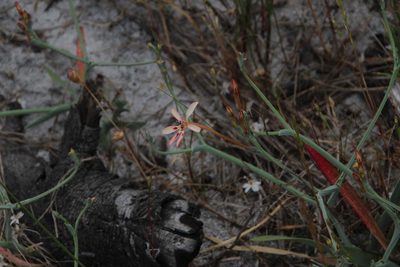 Lapeirousia anceps, photographed by Tony Rebelo
