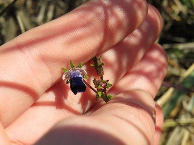 Nemesia barbata, photographed by Jeremy Gilmore