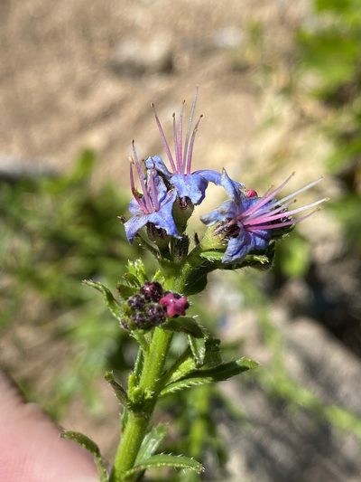 Lobostemon paniculatus, photographed by Dave U
