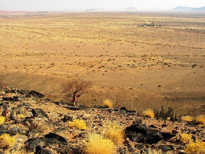 Commiphora glaucescens, photographed by Tony Rebelo