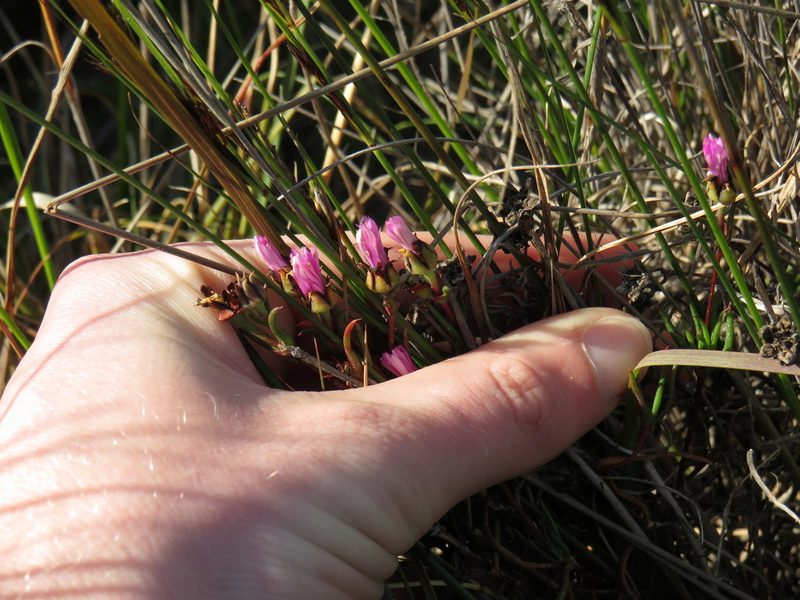 Lampranthus spiniformis, photographed by Jeremy Gilmore