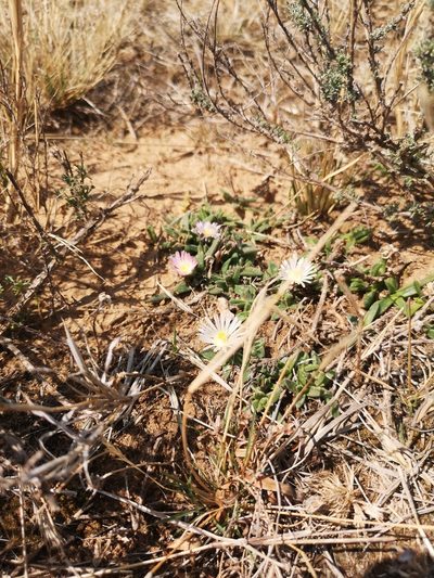 Delosperma hirtum, photographed by Ricus Nel