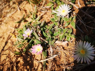 Delosperma hirtum, photographed by Ricus Nel