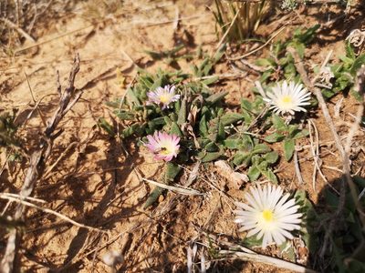 Delosperma hirtum, photographed by Ricus Nel