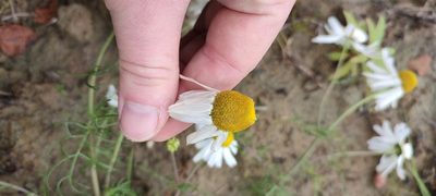 Tripleurospermum hookeri, photographed by Yurii Basov
