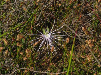 Holothrix burmanniana, photographed by Jeremy Gilmore