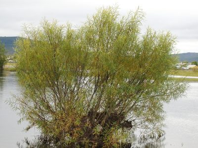 Salix schwerinii, photographed by Анна Васильченко