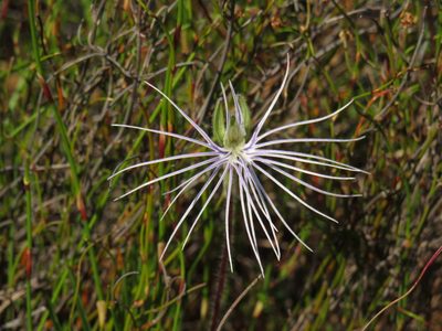Holothrix burmanniana, photographed by Jeremy Gilmore