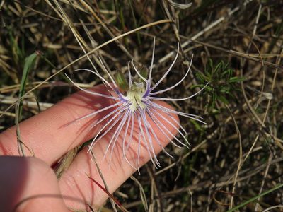 Holothrix burmanniana, photographed by Jeremy Gilmore