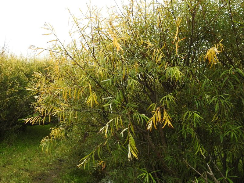 Salix schwerinii, photographed by Анна Васильченко