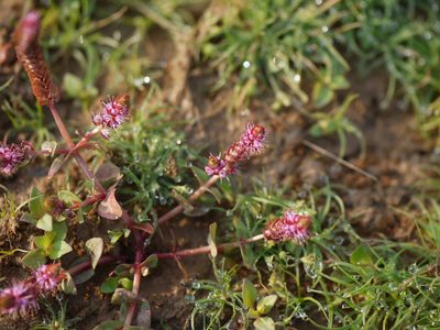 Rotala macrandra, photographed by Dinesh Valke