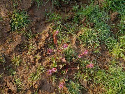 Rotala macrandra, photographed by Dinesh Valke