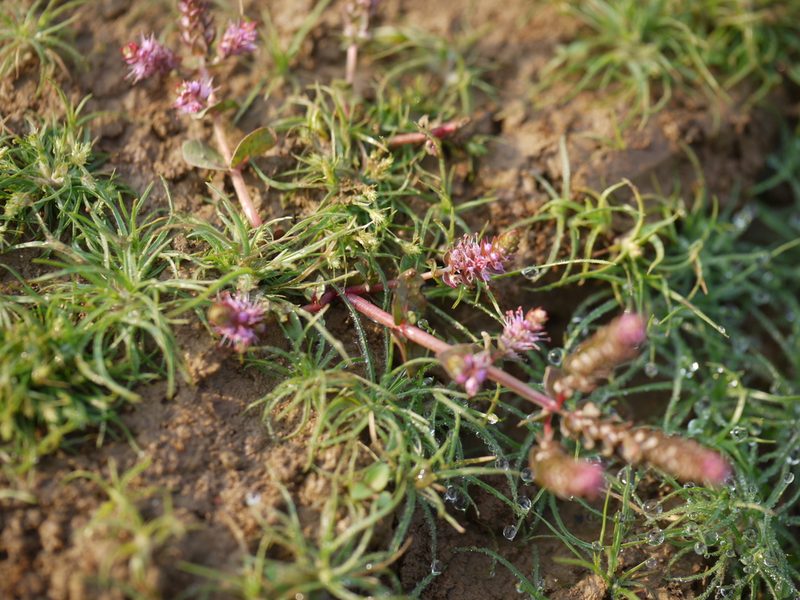 Rotala macrandra, photographed by Dinesh Valke