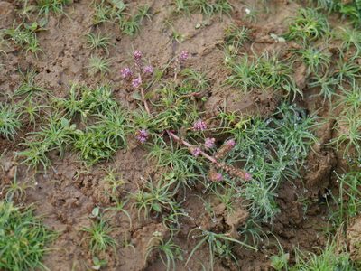 Rotala macrandra, photographed by Dinesh Valke