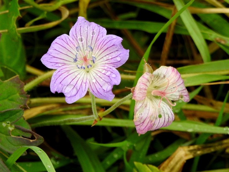 Geranium wlassovianum, photographed by Анна Васильченко