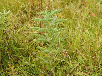 Thermopsis lanceolata, photographed by Анна Васильченко