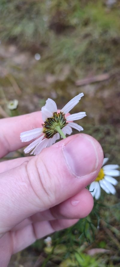 Tripleurospermum hookeri, photographed by Yurii Basov