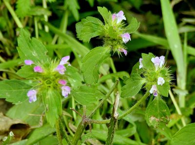 Galeopsis bifida, photographed by Анна Васильченко