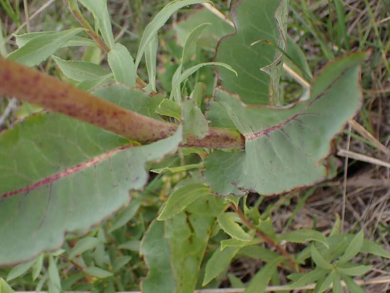 Nabalus racemosus, photographed by Mary Krieger