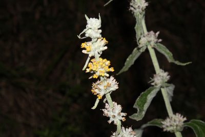Buddleja stachyoides, photographed by Carlos Henrique Russi