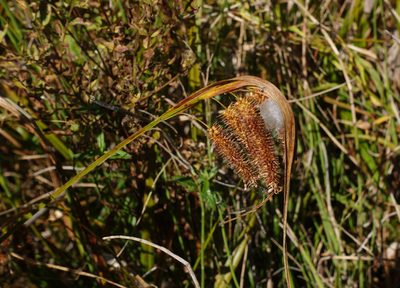 Carex pseudocyperus, photographed by Oleg Kosterin