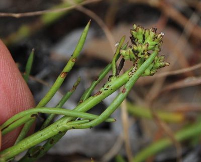 Thesium frisea, photographed by Tony Rebelo