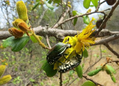 Grewia hexamita, photographed by Ryan van Huyssteen