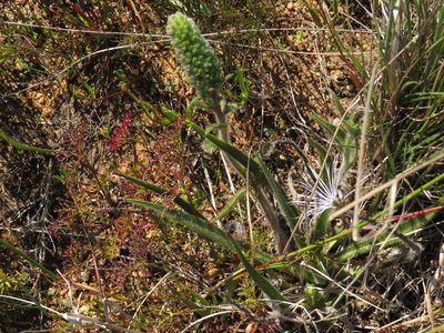 Echiostachys incanus, photographed by Jeremy Gilmore