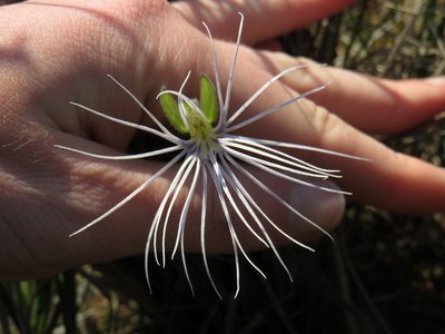 Holothrix burmanniana, photographed by Jeremy Gilmore