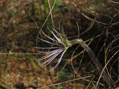 Holothrix burmanniana, photographed by Jeremy Gilmore