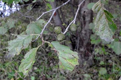 Alnus hirsuta, photographed by Анна Васильченко