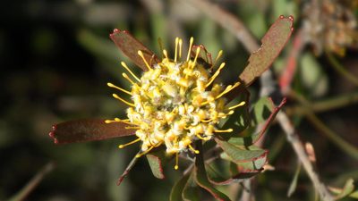 Leucospermum muirii, photographed by Shaun Swanepoel