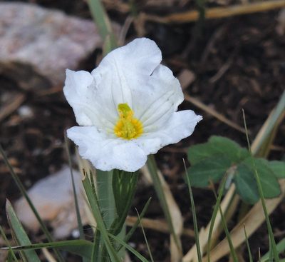 Nierembergia rigida, photographed by Hugo Hulsberg