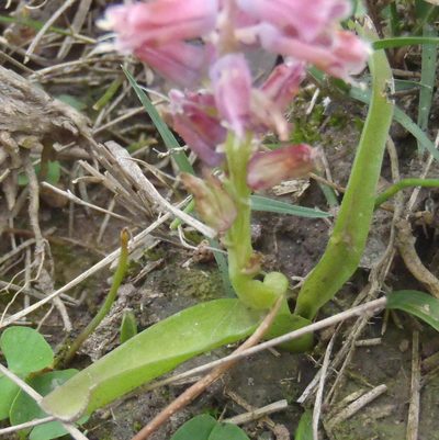 Lachenalia youngii, photographed by Nicola van Berkel