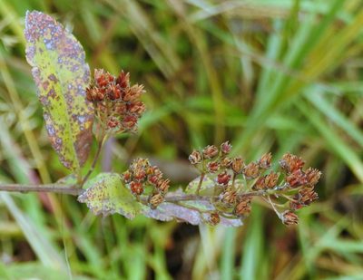Spiraea salicifolia, photographed by Анна Васильченко