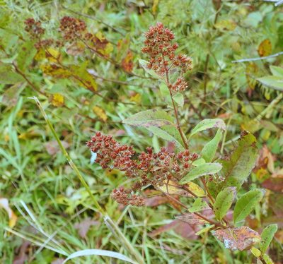 Spiraea salicifolia, photographed by Анна Васильченко