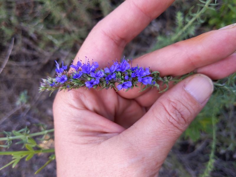 Hyssopus officinalis, photographed by castieler