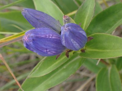 Gentiana andrewsii, photographed by Mary Krieger