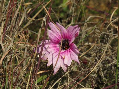 Monsonia speciosa, photographed by Jeremy Gilmore